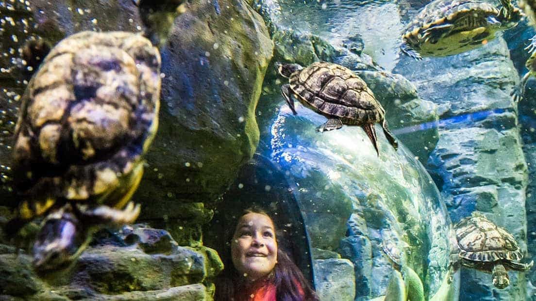 Brighton Oceanarium